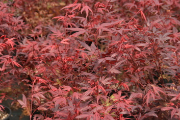 Acer palmatum Shojo hime (Also see Hime shojo)