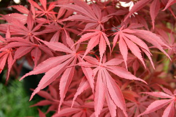 Acer palmatum Sherwood Flame