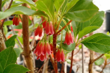 Enkianthus campanulatus Very Red