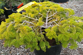 Abies nordmanniana Golden Spreader