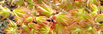 Acer palmatum Kiyohime yatsubusa