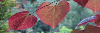 z Cercis canadensis Merlot