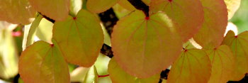z Cercidiphyllum japonicum Pendula