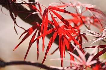 Acer palmatum Beni otake