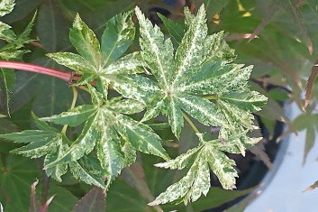 Acer palmatum Shiro