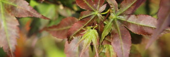 Acer palmatum Kurui jishi