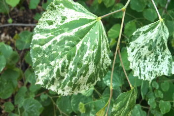 Cercis canadensis Floating Cloud