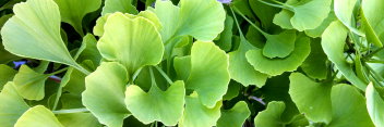 z Ginkgo biloba Jade Butterflies