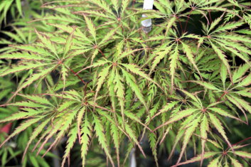 Acer palmatum Vic’s Pink Dissectum