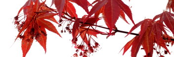 Acer palmatum Scarlet Wonder / Red Wonder