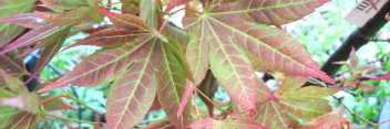 Acer palmatum Iijima sunago