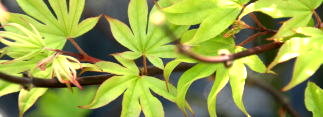 Acer palmatum Kokyo