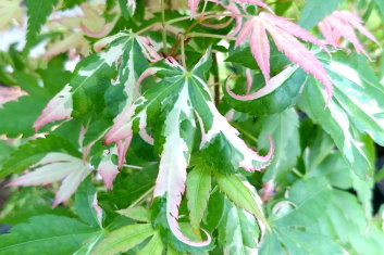 Acer palmatum Ilarian