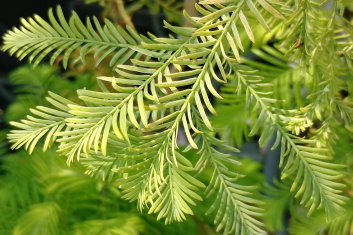 Metasequoia glyptostroboides Blue-ish (Dawn Redwood )