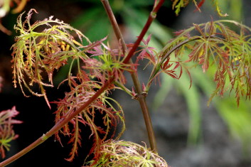 Acer palmatum Baby Lace