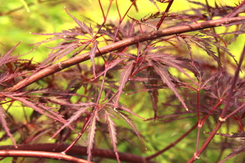 Acer palmatum Garnet Tower