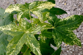 Liquidambar styraciflua Frosty