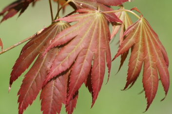 Acer shirasawanum Johin 