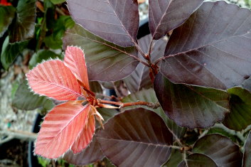 Fagus sylvatica Frisco