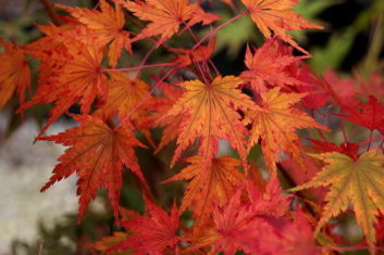 Acer palmatum 'Autumn Fire' Japanese Maple