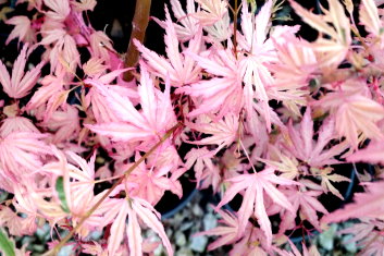 Acer palmatum Taylor