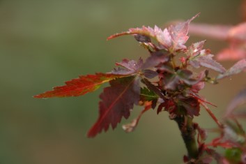 Acer palmatum Tsukumo