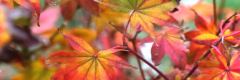 Acer palmatum Samidare