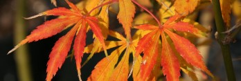 Acer palmatum Kurabu yama