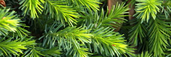 z Conifer Picea omorika Tremonia