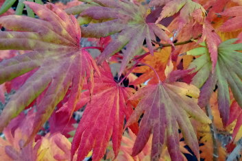 Acer shirasawanum Palmatifolium