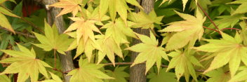 Acer shirasawanum Autumn Moon