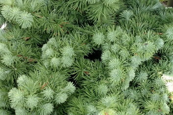 Larix kaempferi Wolterdingen