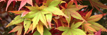 Acer palmatum Kasen nishiki