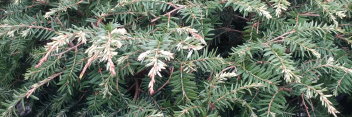 z Conifer Tsuga canadensis Gentsch White