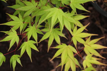 Acer palmatum Katja