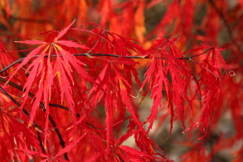 Acer palmatum Ornatum