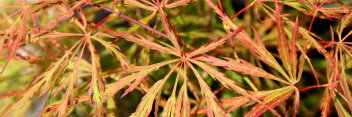 Acer palmatum Sunset