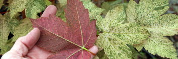 Acer pseudoplatanus Esk Sunset