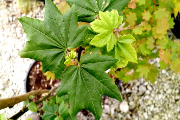 Acer circinatum Little Gem