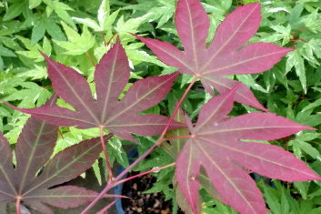 Acer palmatum Sharon