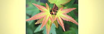 z1 Japanese Maples: Inspirations in Color - Volume 1