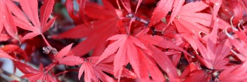 Acer palmatum Kandy Kitchen