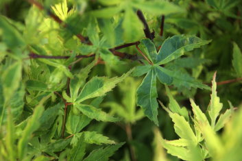 Acer palmatum Seuss' Sister