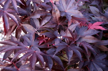 Acer palmatum Lozita