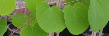 z Cercidiphyllum japonicum Dawes Ascension