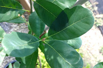 Quercus robur Salfast
