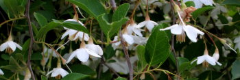 z Styrax japonicus Fragrant Fountain