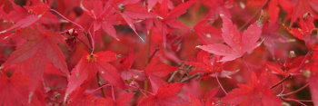 Acer palmatum Diana