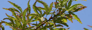 Acer palmatum Wabito