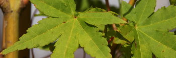 Acer palmatum Ueno homare